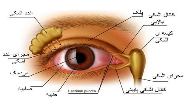 آناتومی سیستم اشکی